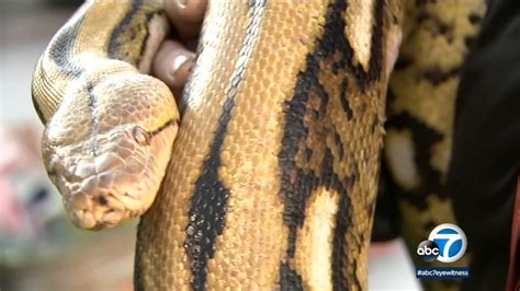 15-foot python goes missing in Los Angeles; small pet owners warned